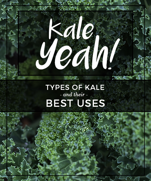 Kale Yeah! Types of Kale and their Best Uses