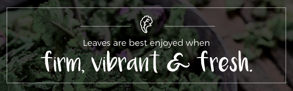 Eat when leaves are firm, vibrant and fresh.