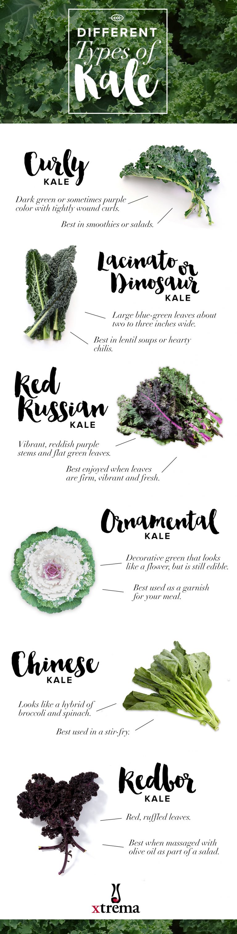 Types of Kale and Their Best Uses | Xtrema Cookware | Xtrema Pure ...