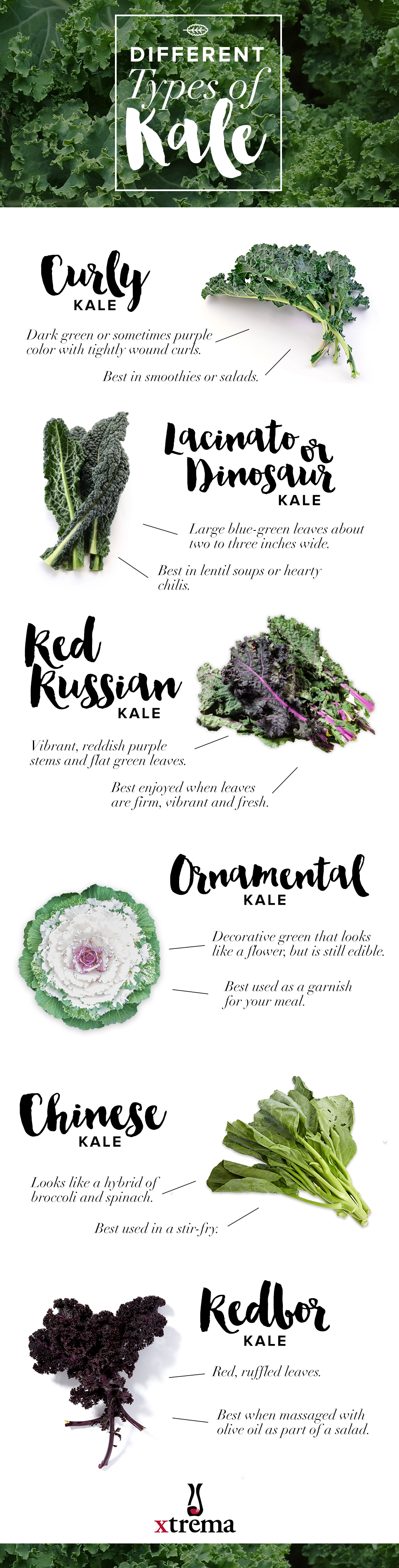 Kale Plant Varieties